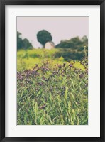 Framed Roadside Flowers