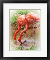 Framed Two Flamingos