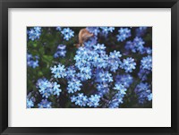 Framed Forget Me Nots III