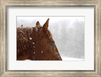 Framed Snowy Caleb