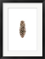 Framed Pine Cone I