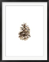 Framed Pine Cone II