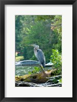 Framed Heron on Lake George