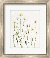 Framed 'White Antique Daisies I' border=