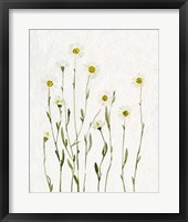 White Antique Daisies I Framed Print