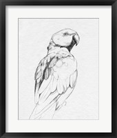 Parrot Portrait II Framed Print