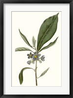 Soft Blue Botanicals II Framed Print