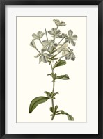 Soft Blue Botanicals VII Framed Print