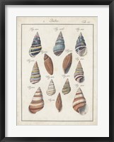 Framed Antique Shell Pair I