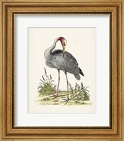 Framed 'Antique Heron & Cranes I' border=