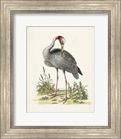 Framed 'Antique Heron & Cranes I' border=