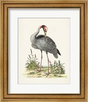 Framed 'Antique Heron & Cranes I' border=