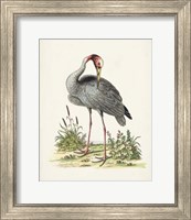 Framed 'Antique Heron & Cranes I' border=