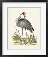 Framed 'Antique Heron & Cranes I' border=