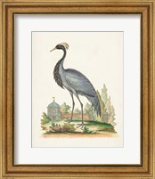 Framed 'Antique Heron & Cranes II' border=