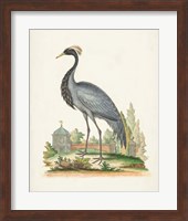 Framed Antique Heron & Cranes II