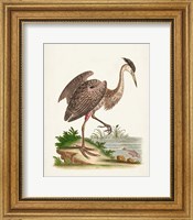 Framed 'Antique Heron & Cranes III' border=