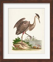 Framed Antique Heron & Cranes III