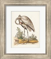 Framed 'Antique Heron & Cranes IV' border=