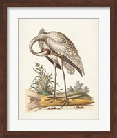 Framed Antique Heron & Cranes IV