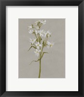 Framed 'White Field Flowers I' border=