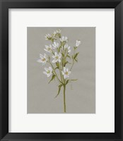 Framed 'White Field Flowers II' border=