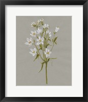 Framed 'White Field Flowers II' border=