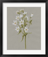 Framed 'White Field Flowers II' border=