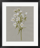 Framed 'White Field Flowers II' border=