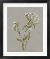 Framed 'White Field Flowers III' border=