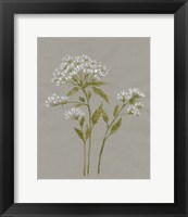 Framed 'White Field Flowers IV' border=