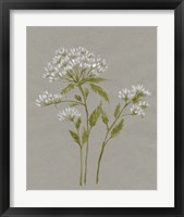 Framed 'White Field Flowers IV' border=