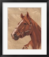 Thoroughbred I Framed Print