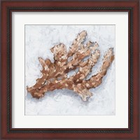 Framed 'Coral Display II' border=