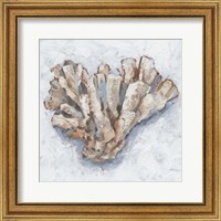 Framed 'Coral Display IV' border=