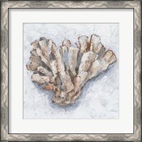 Framed 'Coral Display IV' border=