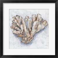 Coral Display IV Framed Print