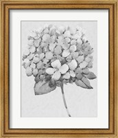 Framed 'Silvertone Floral II' border=