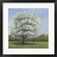 Spring Blossom Tree I Framed Print