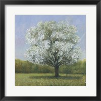 Spring Blossom Tree II Framed Print