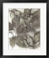 Dogwood Leaves III Framed Print