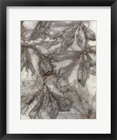 Framed Water Oak Leaves