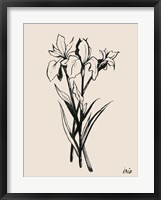 Iris Sketch II Framed Print