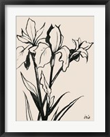 Iris Sketch III Framed Print