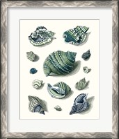 Framed 'Celadon Shells II' border=