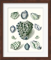 Framed 'Celadon Shells III' border=