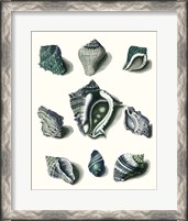 Framed 'Celadon Shells IV' border=