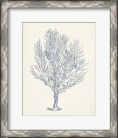 Framed 'Antique Coral Collection III' border=