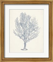 Framed 'Antique Coral Collection III' border=