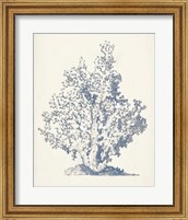 Framed 'Antique Coral Collection IV' border=